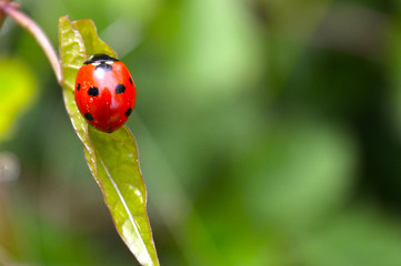 Coccinella