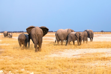 Group of elephants big and small cubs on yellow grass and blue sky background in Etosha National Park, Namibia, South Africa
