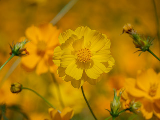 Orange flower concept natural beauty flower Colorful