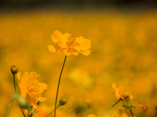 Orange flower concept natural beauty flower Colorful