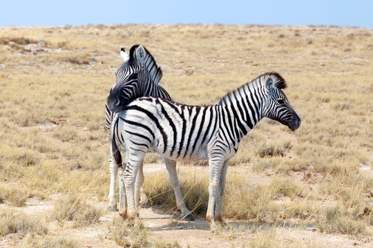 Two zebras stand next to each other close up in Etosha National Park, Namibia, South Africa