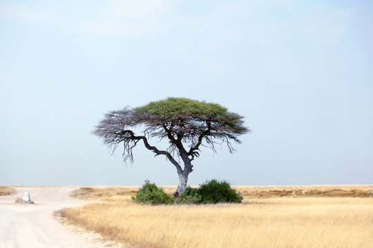 Lonely green acacia tree and empty road on yellow desert field and blue sky background during the dry season in Etosha National Park, Namibia, South Africa © Vera NewSib