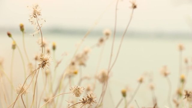 Dry flower of Coat buttons,Wild daisy grass flowers against sunlight in field beside the way.Blur nature background. Little warm tone.
