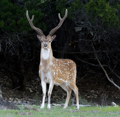 Naklejka na ściany i meble Fallow Deer - Stag with Large Antlers