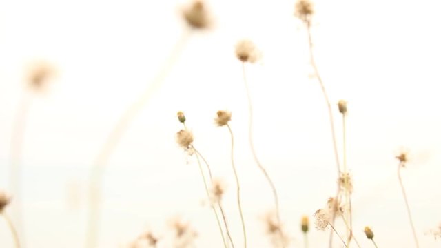 Dry flower of Coat buttons,Wild daisy grass flowers against sunlight in field beside the way.Blur nature background. Little warm tone.