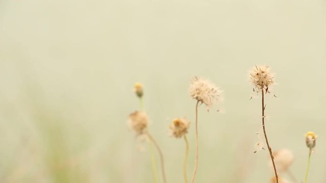 Dry flower of Coat buttons,Wild daisy grass flowers against sunlight in field beside the way.Blur nature background. Little warm tone.