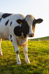 allgau cows at sunset with blue sky