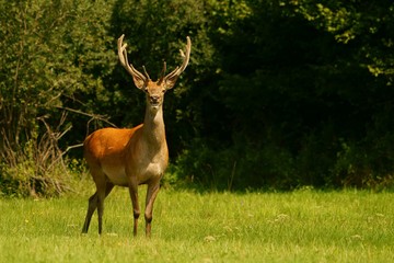Red deer (Cervus elaphus). Red stag in a meadow.