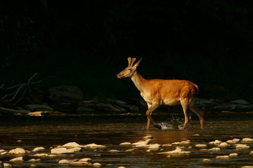 Red deer (Cervus elaphus). Young stag in the water at sunrise.