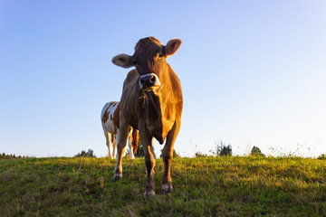 allgau cows at sunset with blue sky