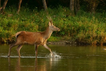 Red deer (Cervus elaphus) in the river during the rut. Bieszczady Mountains, Poland.