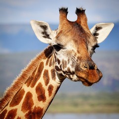 Rothschild giraffe  © Heather