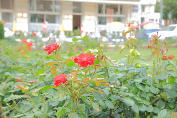 colorful flowers in a greenhouse
