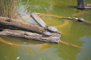 Turtles