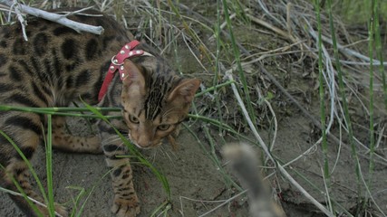 One cat bengal walks on the green grass. Bengal kitty learns to walk along the forest. Asian leopard cat tries to hide in the grass. Reed domesticated cat in nature. Domestic cat on beach near river.