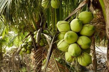 Coconut tree with coconut fruits.