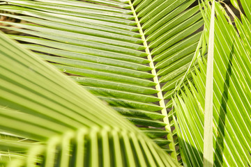 Topical coconut Leaves green background