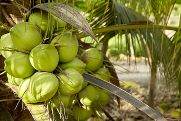 Coconut tree with coconut fruits.