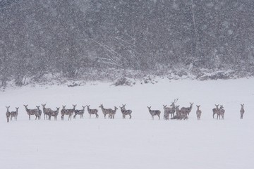 Red deer (Cervus elaphus). Swarm of deers in a meadow.