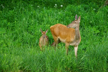 Red deer (Cervus elaphus). Red hind and calf in a meadow.