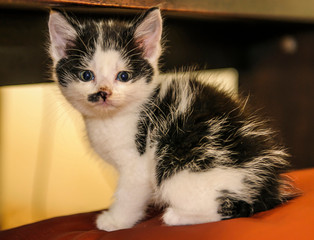Tiny black and white kitten, sitting on red cushion white chest and whiskers showing,  with black smudge on cheek