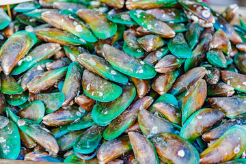 Perna viridis, known as the Asian Green Mussels Thailand an economically important mussel, a bivalve belonging to the family Mytilidae.