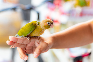 Conure is one of the species of parrot native to Latin America. From Mexico came down to the Caribbean and South Chile, Cute pet,Cinnamon Green Cheek.