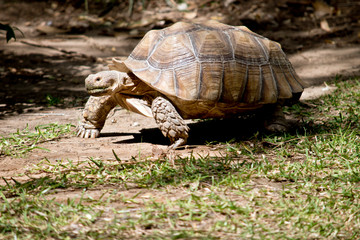 aldabra giant tortoise