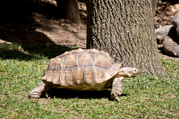 Obraz premium aldabra giant tortoise