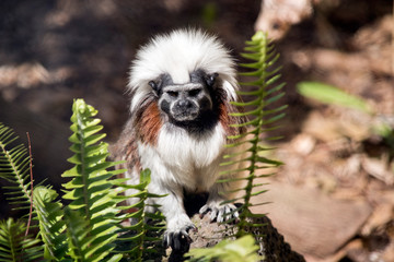 Cotton top tamarin