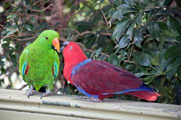 the two eclectus parrots are sharing food