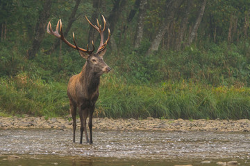 Red deer (Cervus elaphus) in the river during the rut. Bieszczady Mountains, Poland.