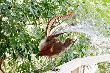 lyre bird