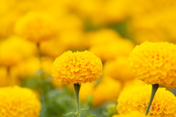 Marigold flower blooming in a garden
