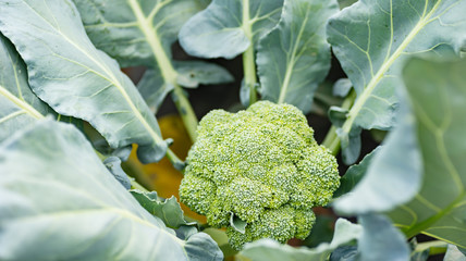 Broccoli plant growing in organic vegetable garden