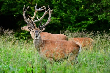 Red deer (Cervus elaphus). Stag in a meadow near the forest.