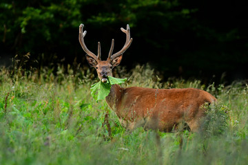 Red deer (Cervus elaphus). Stag in a meadow near the forest.