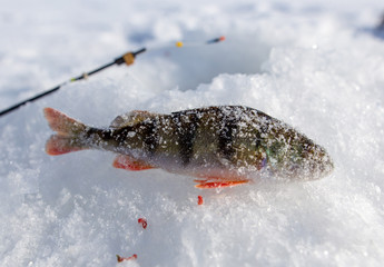 Perch caught on a bait with ice in winter