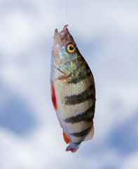 Perch caught on a bait with ice in winter