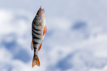Perch caught on a bait with ice in winter