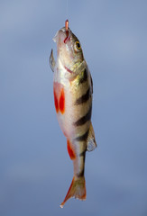 Perch caught on a bait with ice in winter