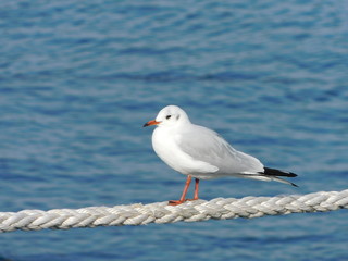 December 2018, Faliro, Greece, A Mediterranean seagull or larus or icthyaetus melanocephalus on a ship rope