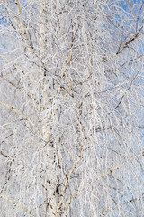 Frozen branches on a tree in the forest in winter