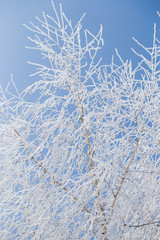 Frozen branches on a tree against a blue sky