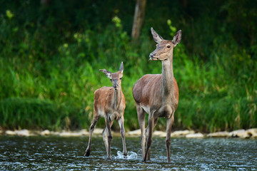 Naklejka na ściany i meble Red deer (Cervus elaphus). Red hind and calf in the water. Bieszczady Mountains. Poland
