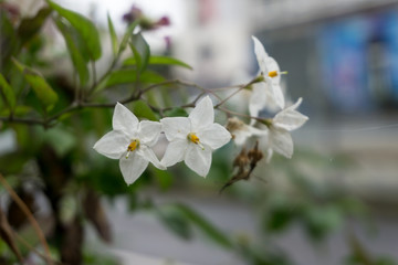 Blooming flower in spring