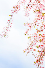 満開に咲いた綺麗な桜と空　コピースペース