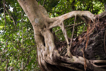 Obraz premium Giant trees in forest.