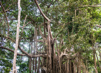 Naklejka premium Giant trees in forest.