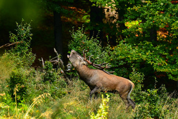 Red deer (Cervus elaphus) in the forest during the rut. Bieszczady Mountains. Poland
